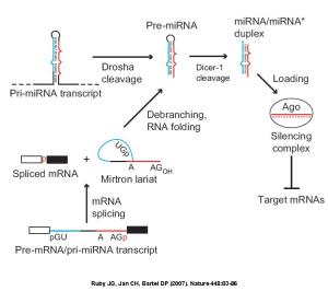 Model for convergence of the canonical and mirtronic miRNA biogenesis pathways